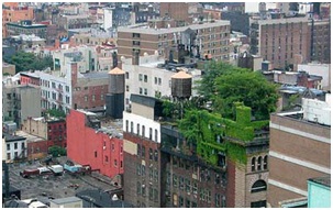 Cobertura verde em NY