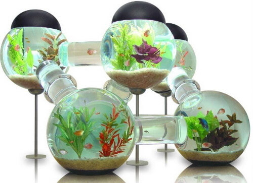 aquarios criativos