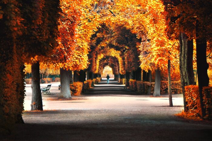 Outono em Viena