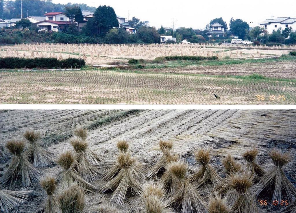 Matéria-prima palha de arroz, em Arita, para a produção da cerâmica. Foto: arquivo pessoal