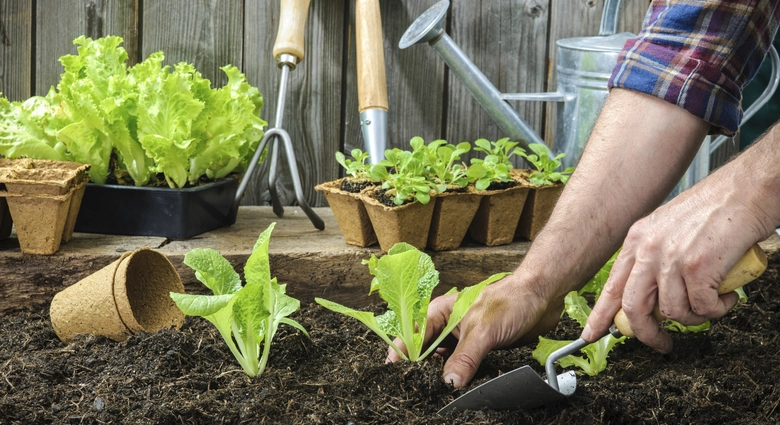 Cuidado com as plantas feito com as ferramentas corretas para jardinagem