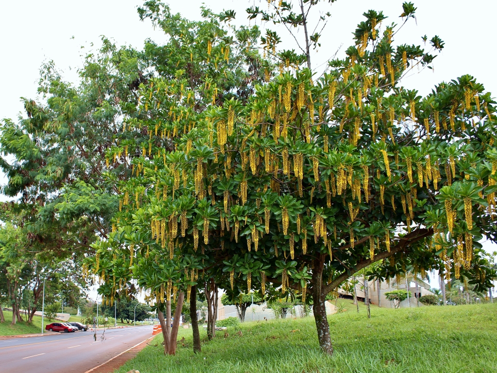 A chuva-de-ouro tem esse nome por sua florescência em cascata (Foto: Mauricio Mercadante)