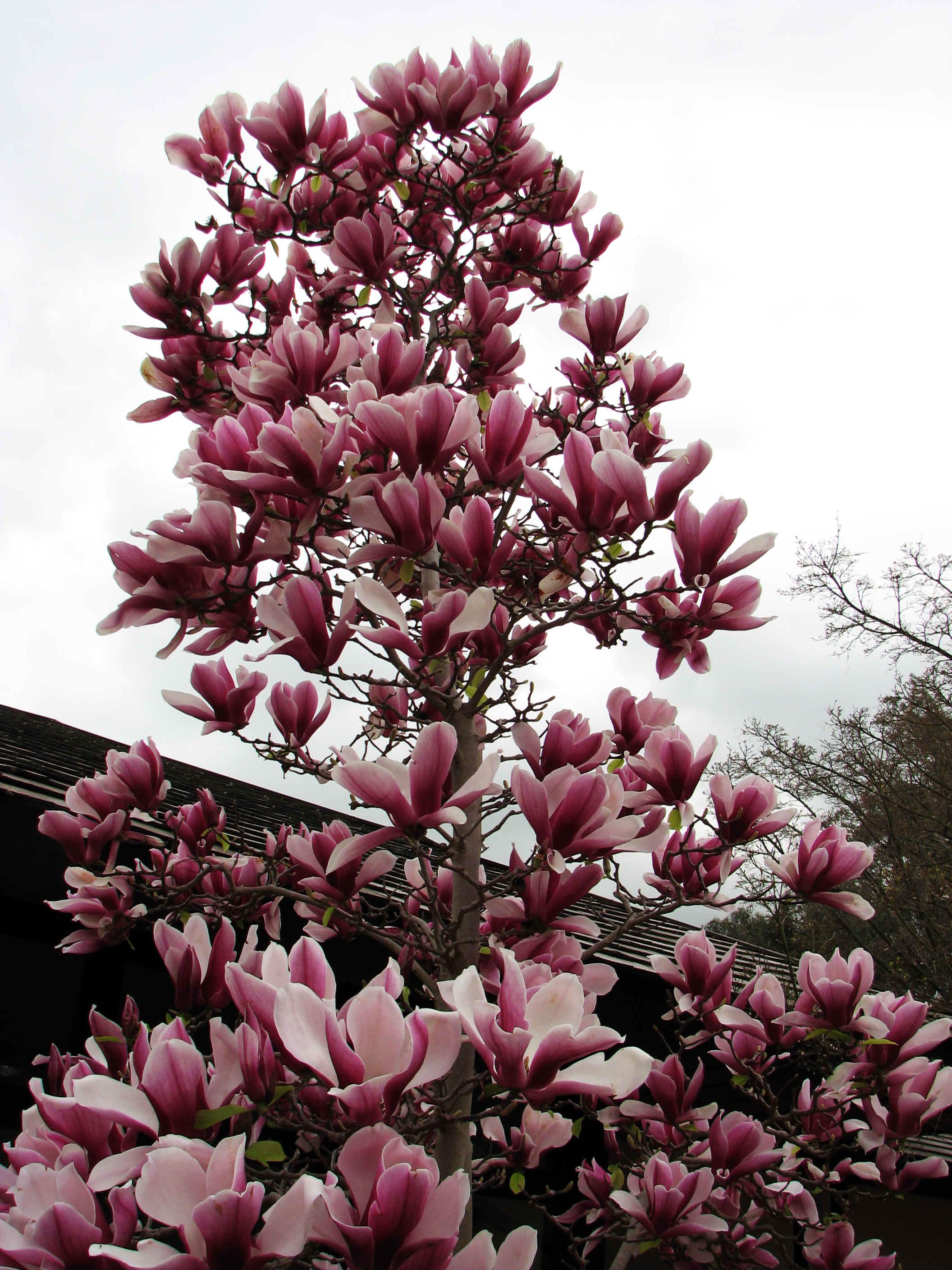 Quando florida, a magnólia é uma das árvores mais exuberantes para se ter em um jardim (Foto: Corrie Barklimore)