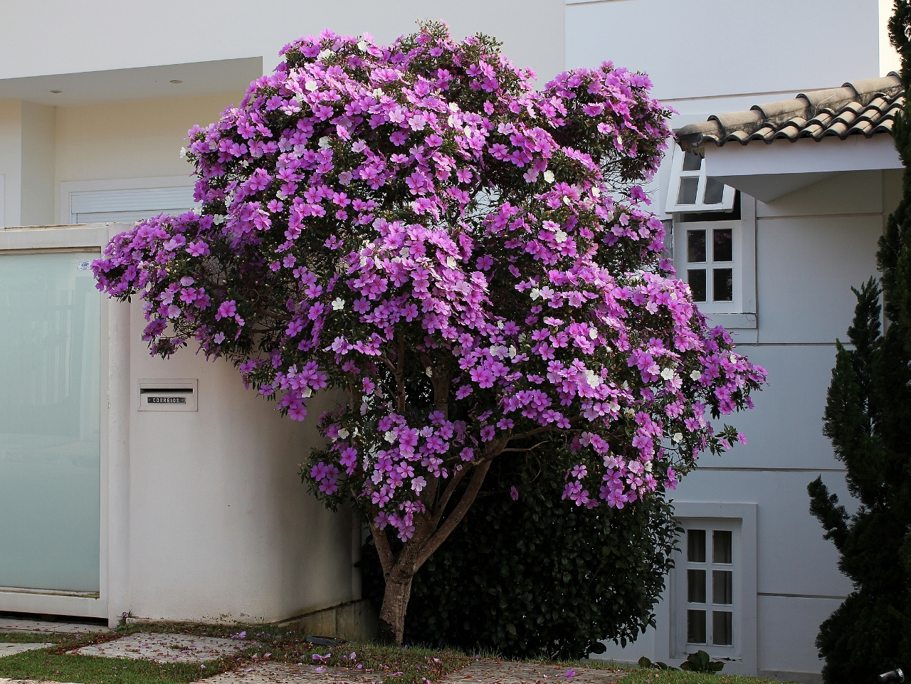 Com flores que lembram violetas, o manacá da serra é adequado tanto para jardins quanto para calçadas (Foto: Mauricio Mercadante)