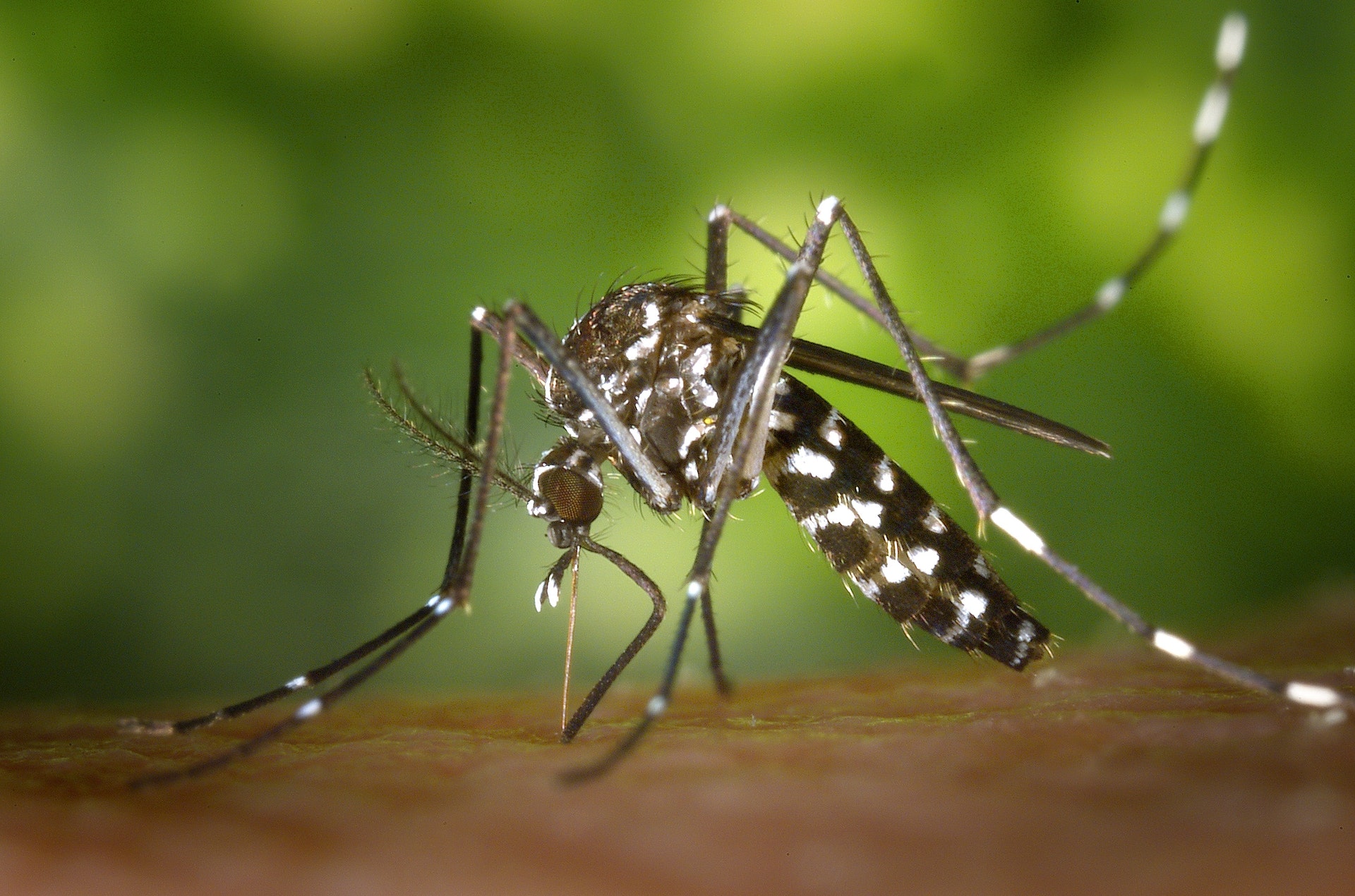 Os entulhos contribuem para a criação de mosquitos que causam doenças, como o da dengue (Foto: Pixabay)