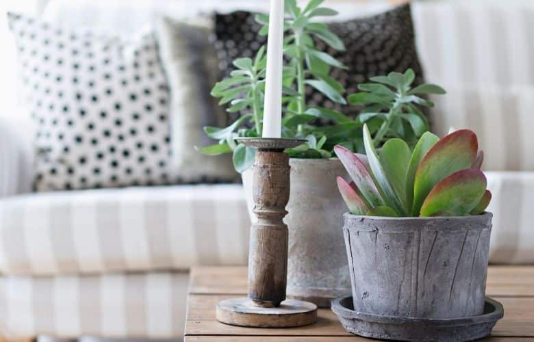 Vaso de planta para sala: ideias para decorar