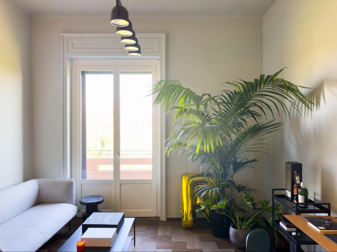 planta palmeira na sala de apartamento