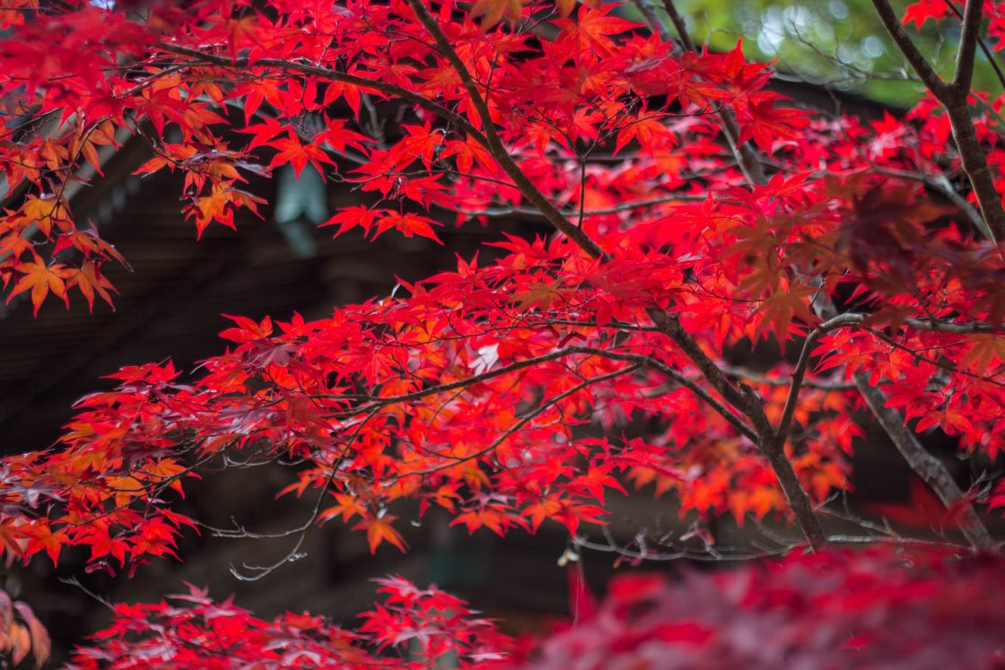 árvore vermelha em Tóquio