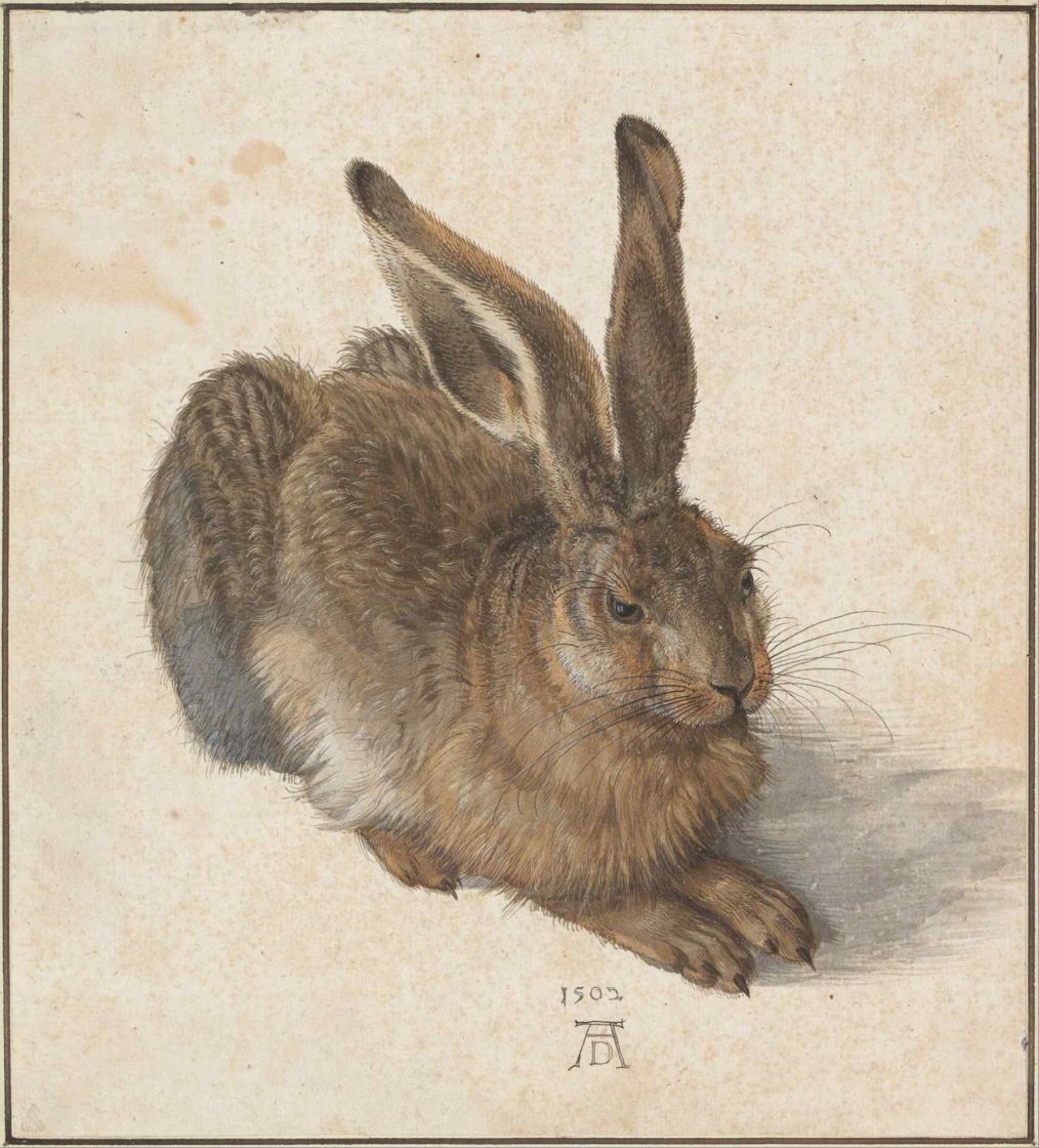 “Young Hare”, pintura em aquarela de 1502 feita por Albrecht Dürer