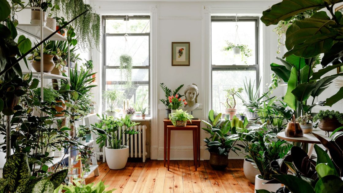 plantas na casa para umidificar o ar