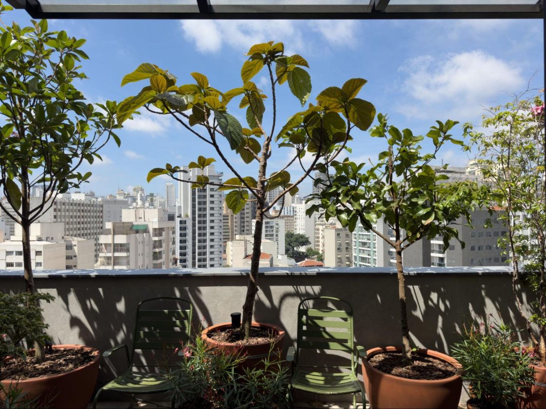 planta ficus na varanda de apartamento