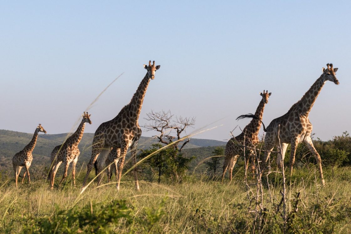 Safari em Hluhlue, na África do Sul, girafas