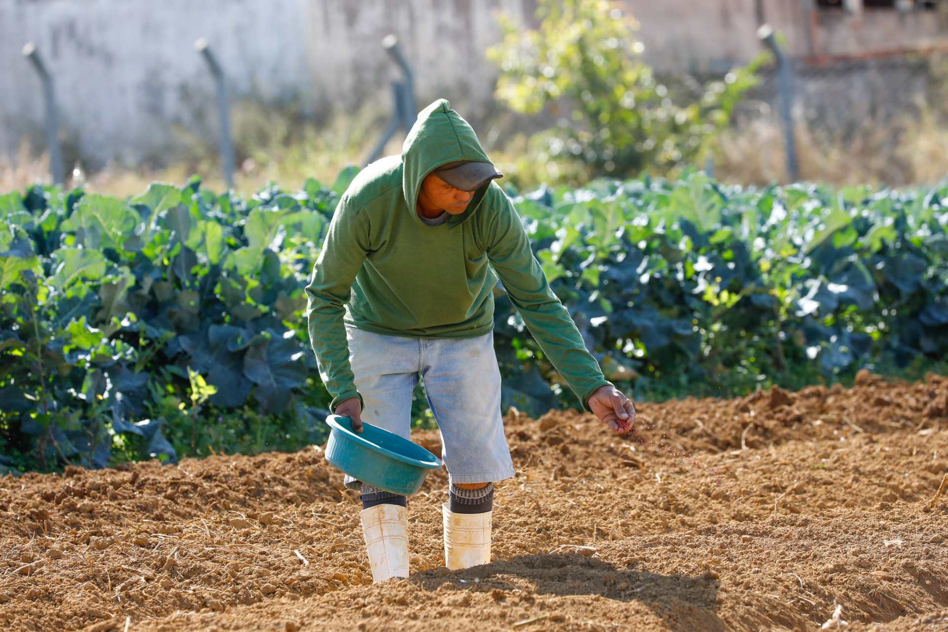 agricultura urbana