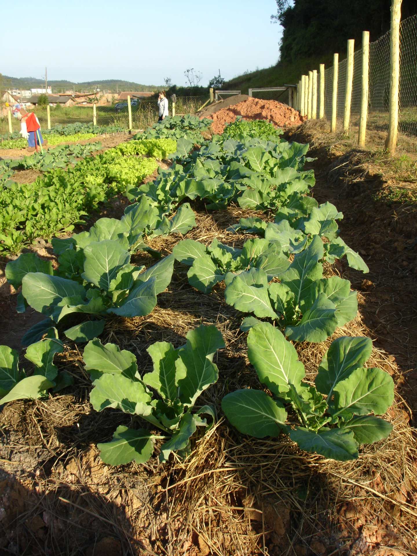 agricultura urbana