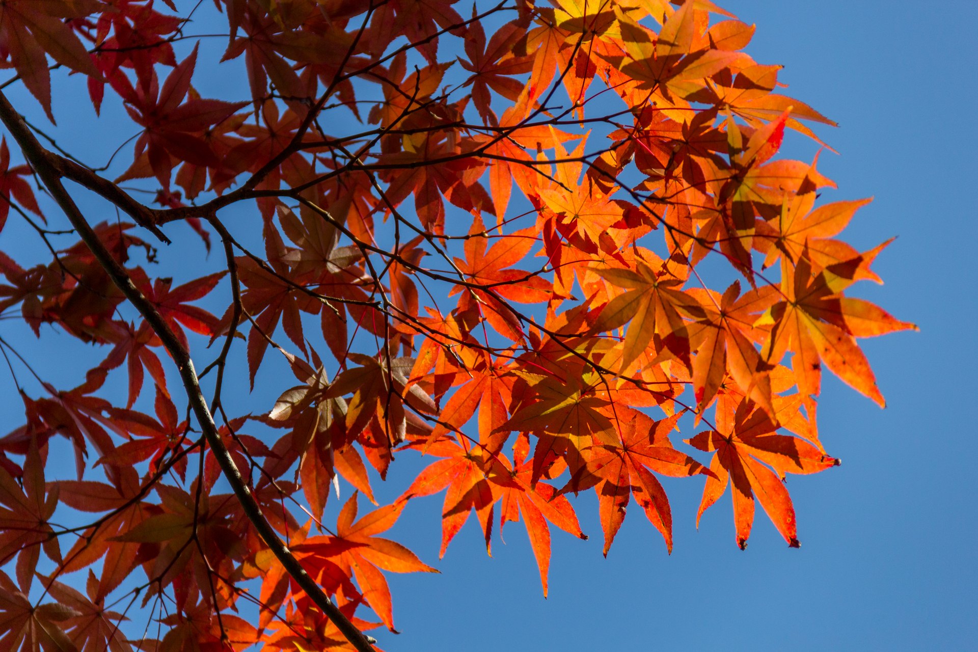 folhas do outono japonês