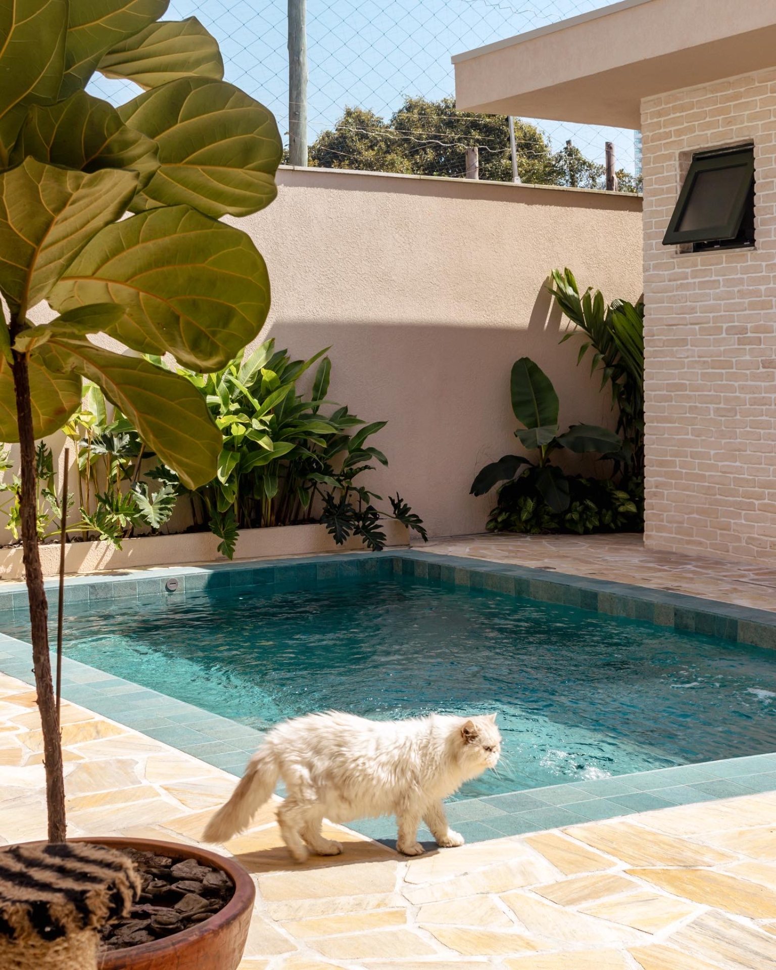 Gato passeando em área externa com piscina