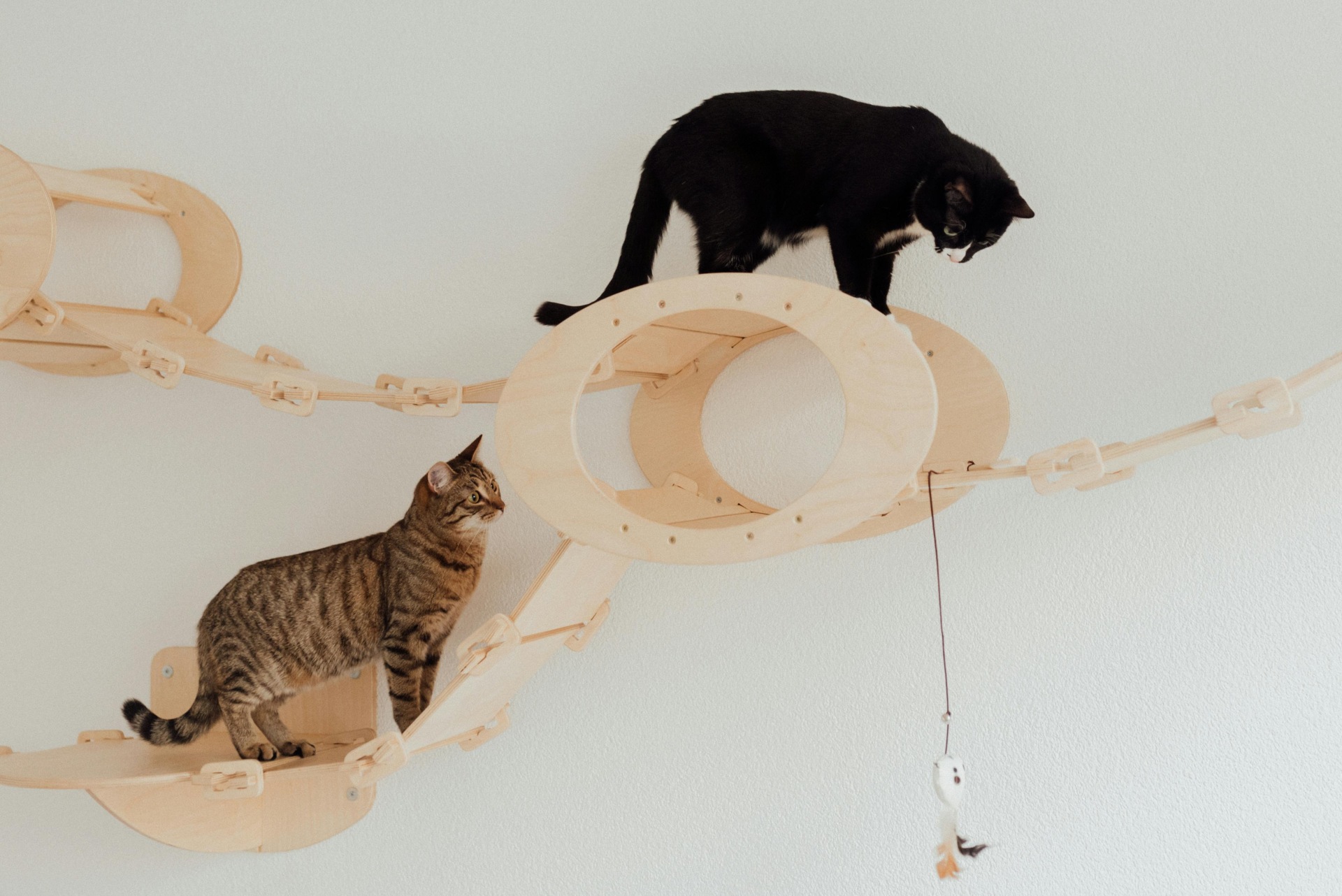 Gatos brincando em playground vertical