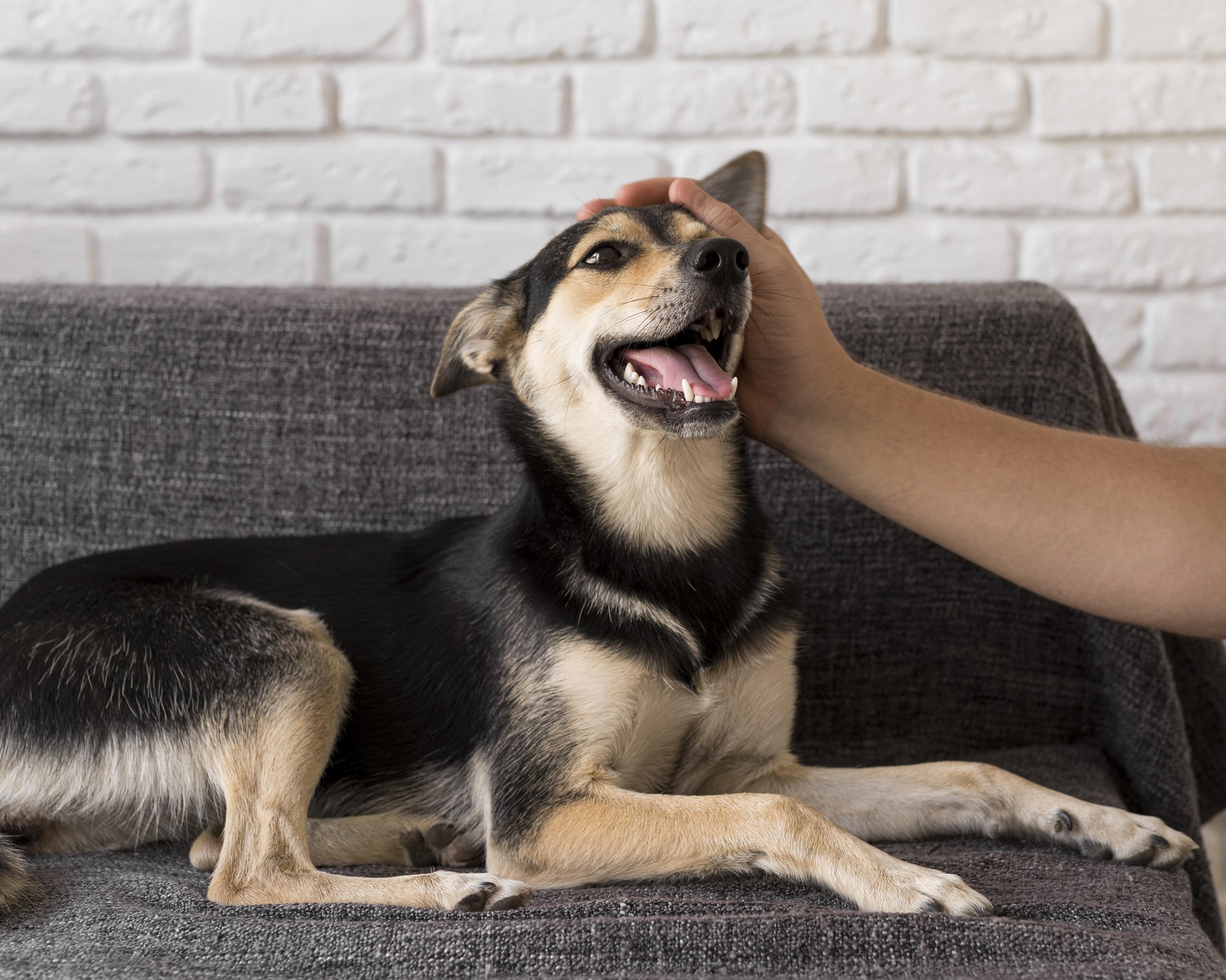 Cachorro recebendo carinho de tutor