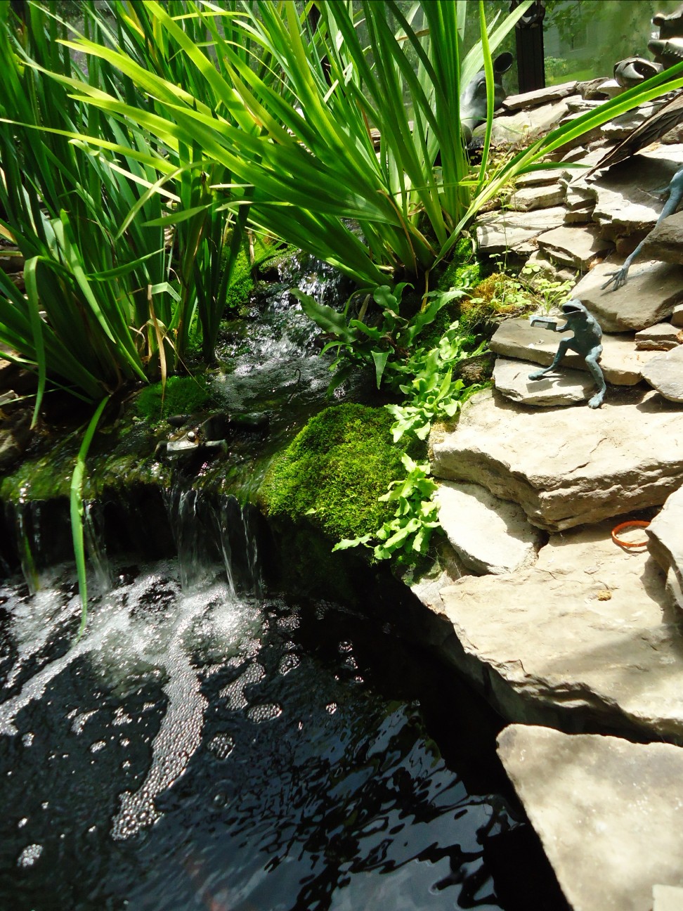 Piscina biológica com cascata, plantas e pedras