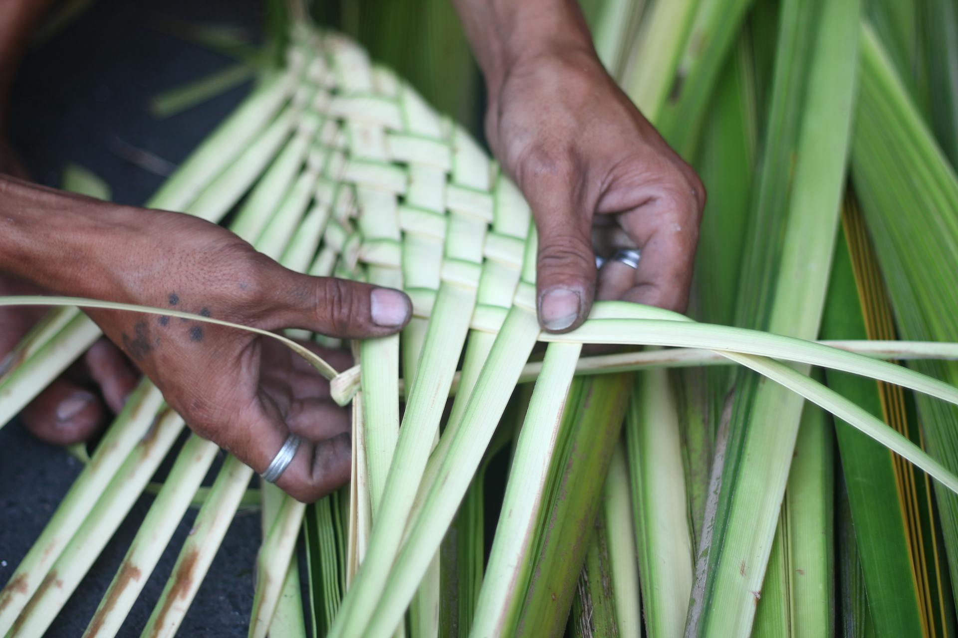 Duas mãos entrelaçam fibras naturais, ainda verdes, feitas a partir de folhas de plantas