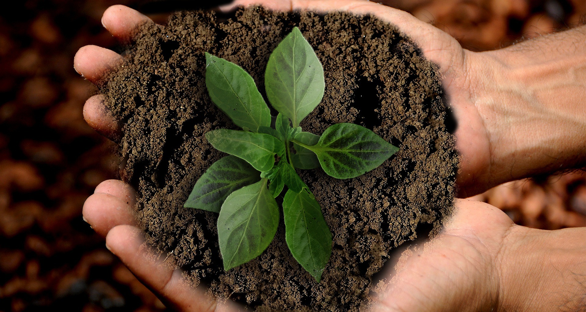 Bioeconomia Os projetos bioeconômicos proporcionam vários benefícios