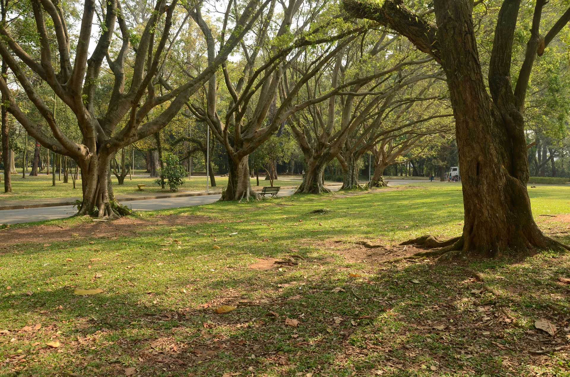 Árvores e gramado no parque Ibirapuera, em São Paulo