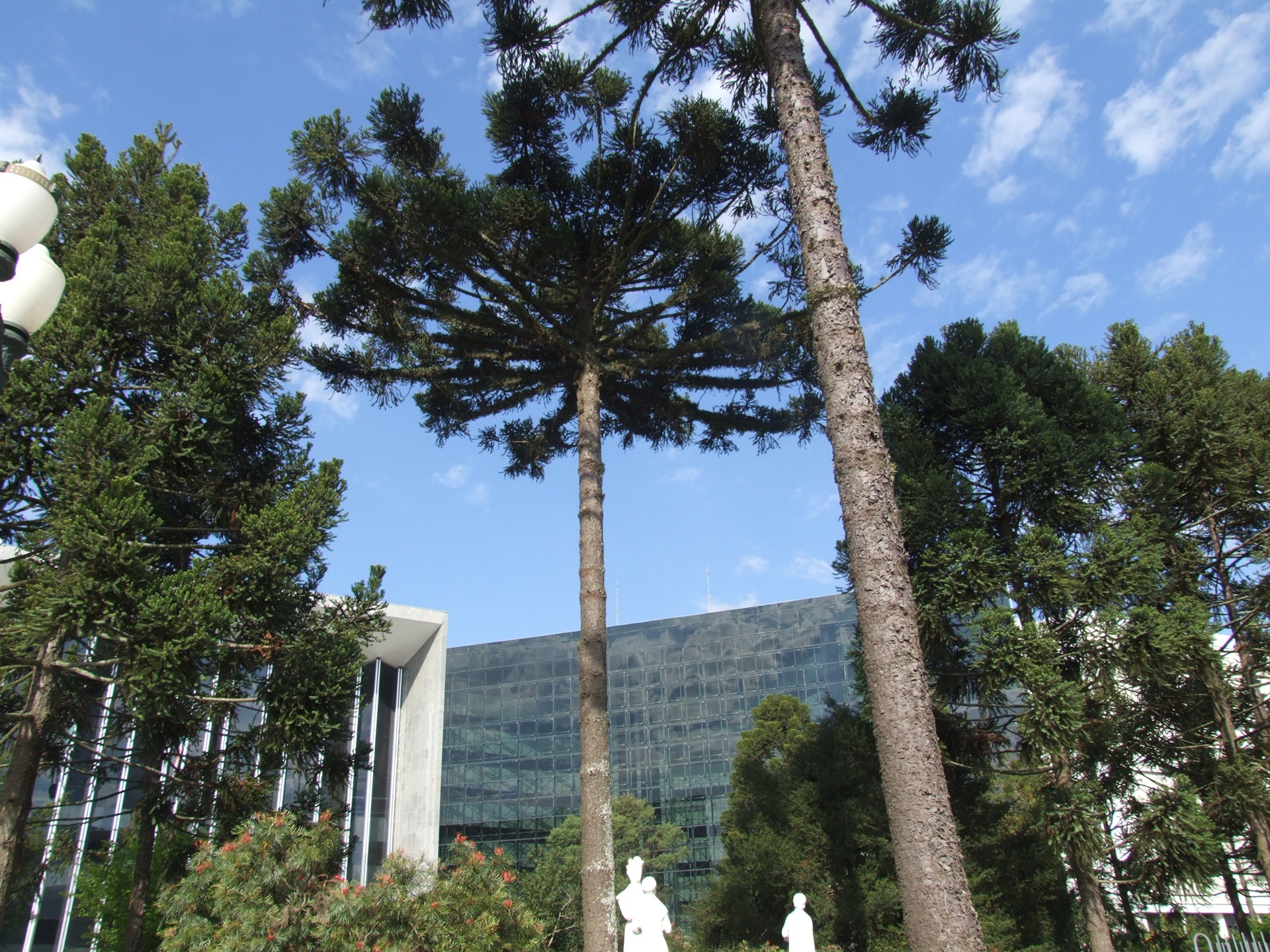 Araucárias em destaque com edifício moderno ao fundo em Curitiba, sob céu azul