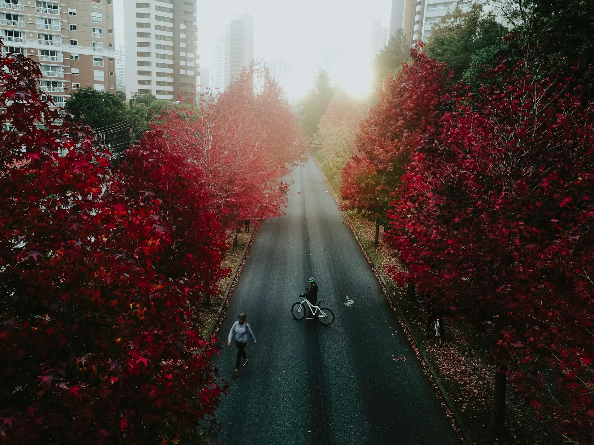 Rua arborizada em Curitiba com árvores de folhas vermelhas e pessoas caminhando e pedalando