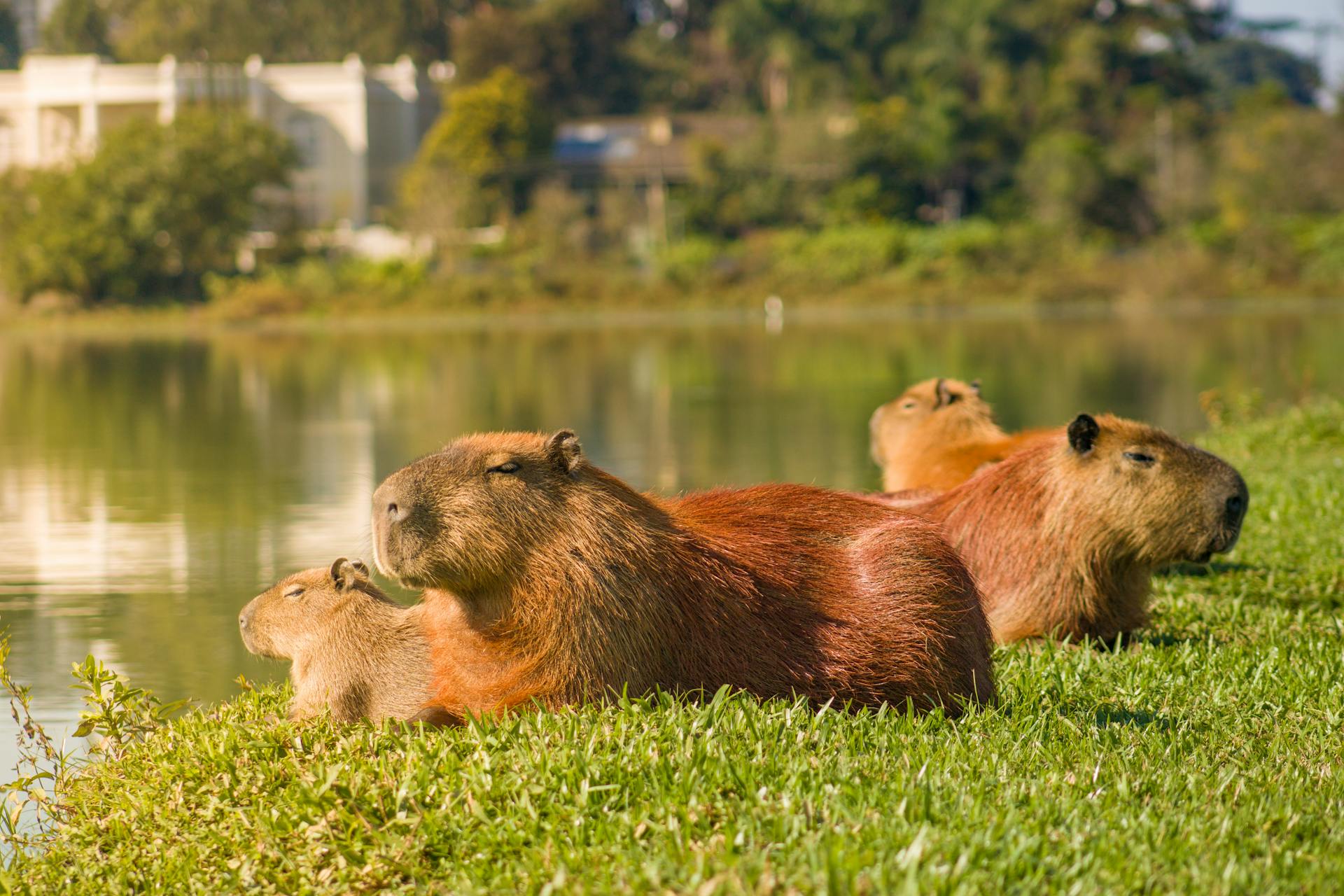 Grupo de capivaras descansando na beira do lago no Parque Barigui, em Curitiba