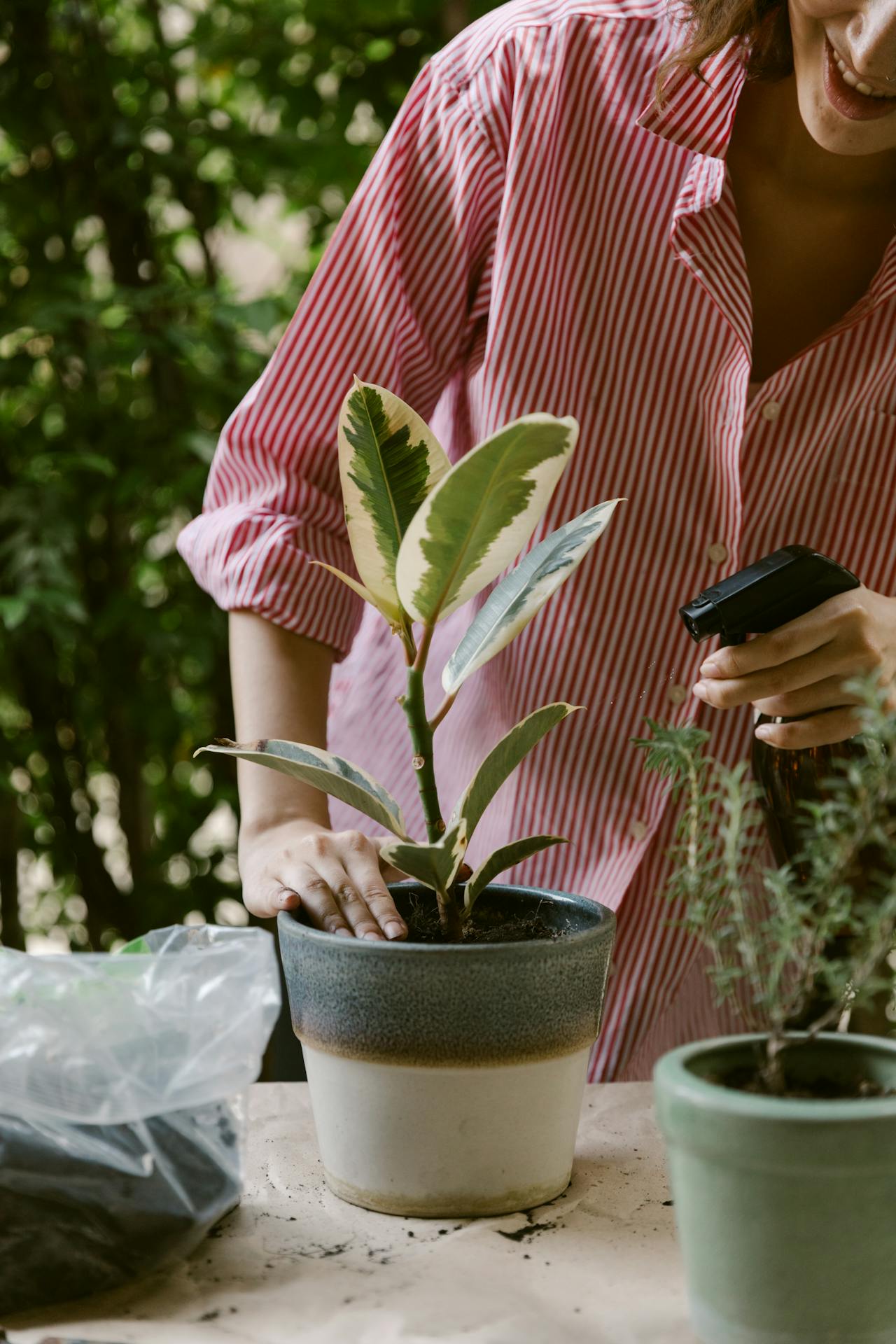 Pessoa com camisa listrada cuida de uma planta em vaso, ajustando a terra com uma mão enquanto segura um borrifador com a outra; ao redor há outros vasos e materiais de jardinagem, em um ambiente externo com vegetação ao fundo