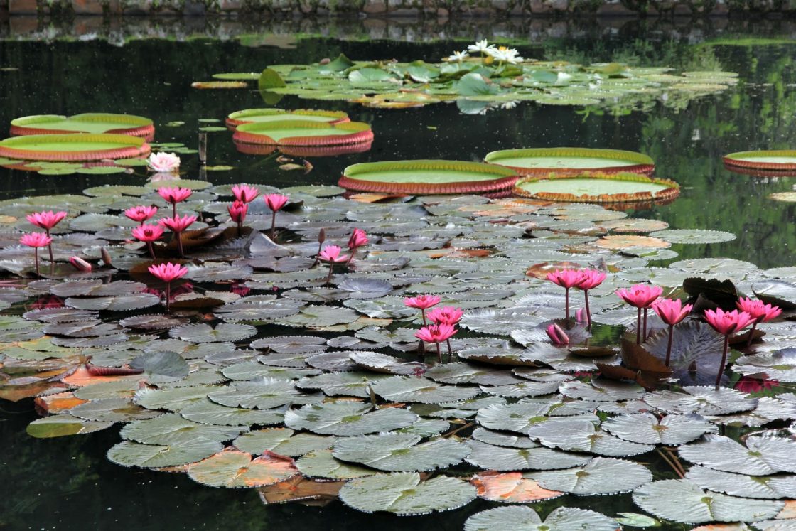 Lago do Jardim Botânico do Rio de Janeiro, com vitórias-régias e flores aquáticas cor-de-rosa espalhadas sobre a superfície da água
